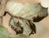 Lithosia quadra